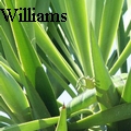 JRWilliams